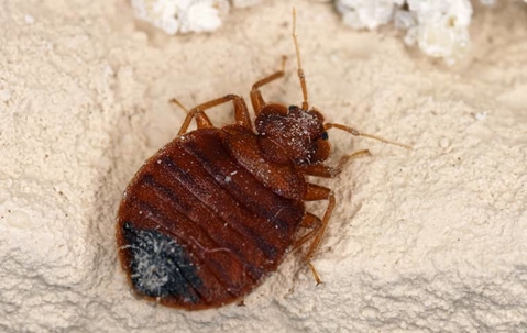 bed bug