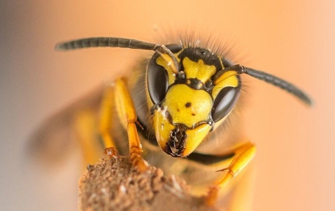 yellow jacket