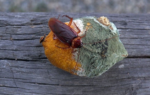 roaches