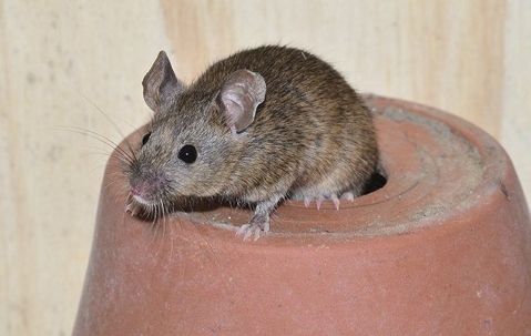 rodent