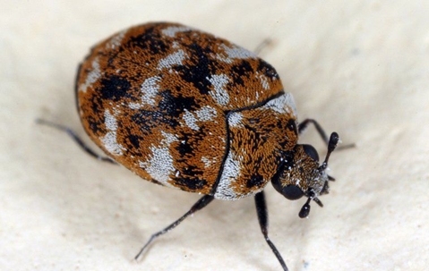 beetle