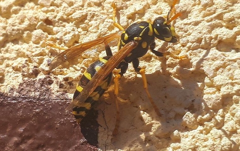 wasp