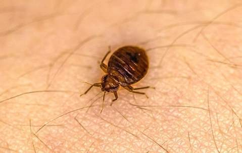 bed bug