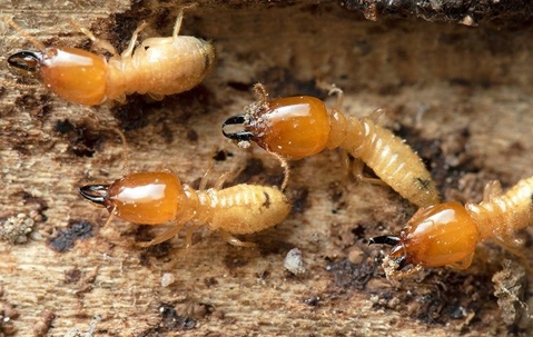 termites