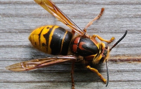 hornet