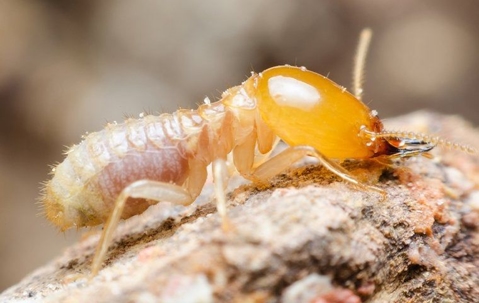 termite