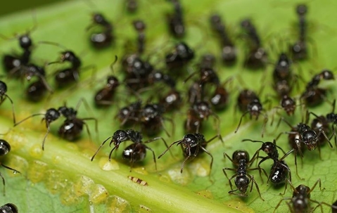 ants