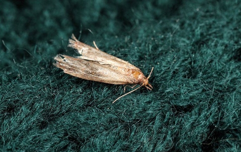 moths