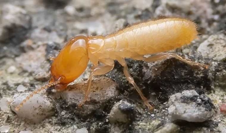 Termites