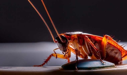 Cockroaches
